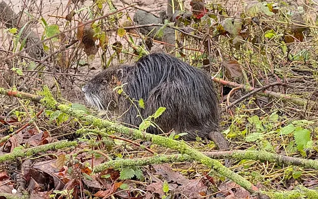 Nutria Sichtung in Uedorf